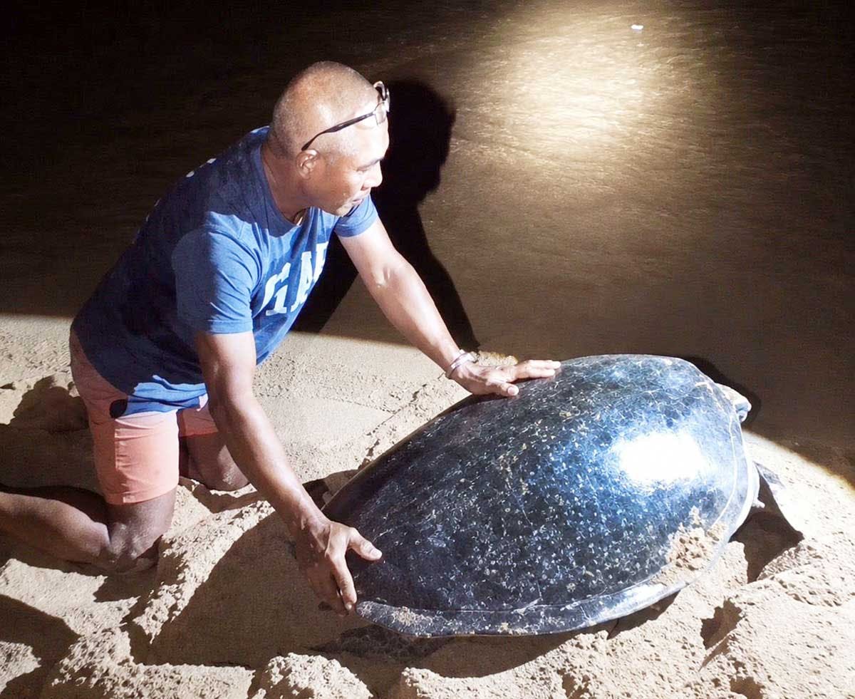 100-Kg Turtle Rescued, Returned To Sea