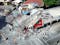 Quake Survivor Recounts Fear