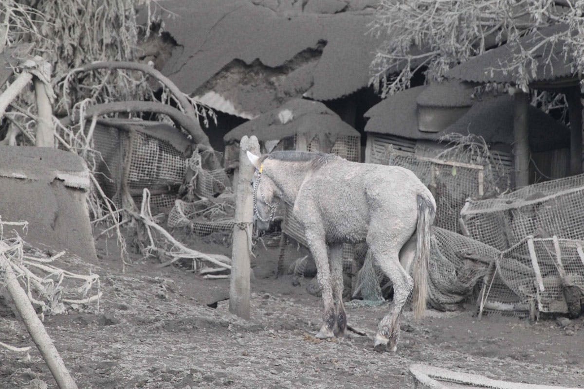 Taal Disaster: ‘We Lost The Only Horse, House We Had’