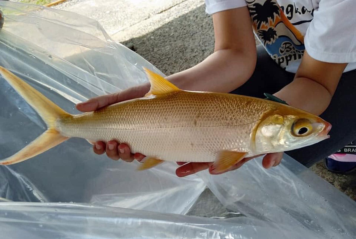 UPDATE: Golden Bangus Now In Its New Home