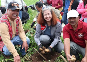 Benguet Potato Farmers Reap Gains From URC’s Sustainable Farming Program