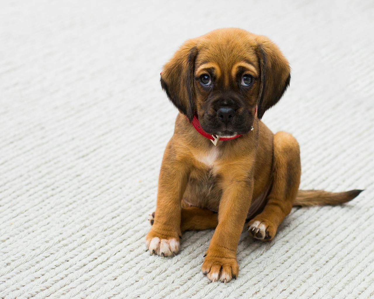 What Every Pet Owner Needs To Know About “Parvo,” The Highly Infectious Virus That Attacks Young Dogs