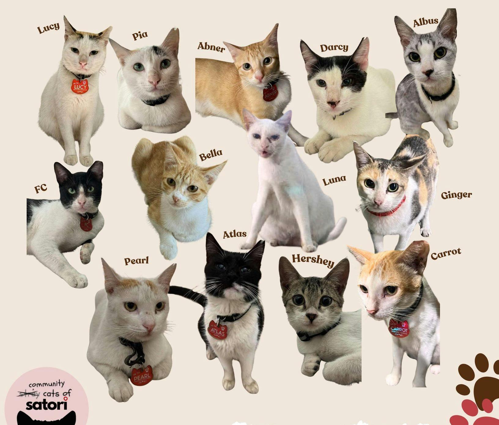 Justice Sought For Missing Pasig Condo Cats