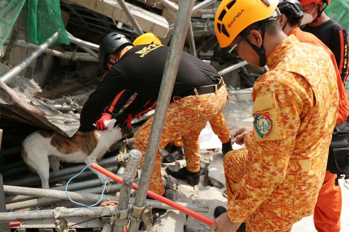Dog Survives Pampanga Building Collapse; DOLE Official Suspended