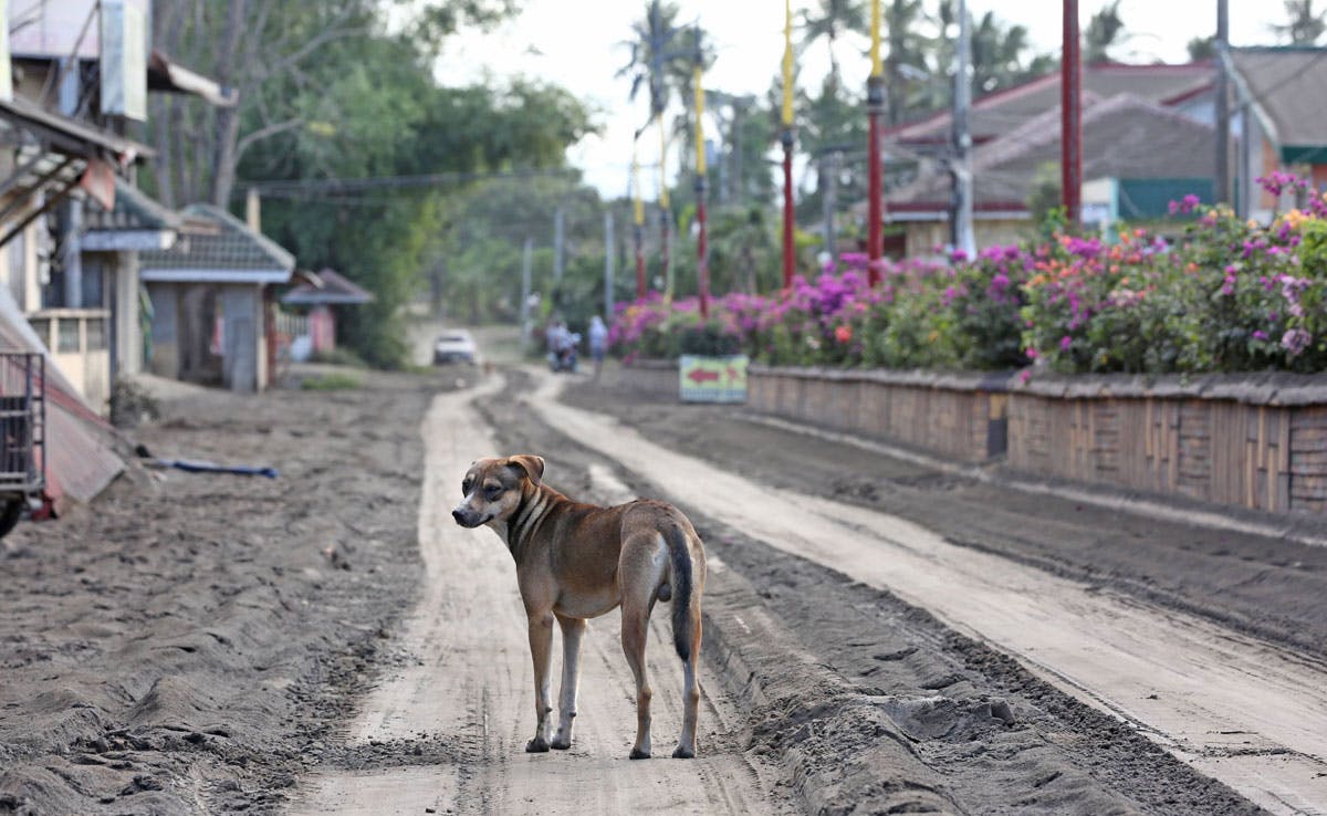 DAY 3 IN PHOTOS: Animals Suffer, Too