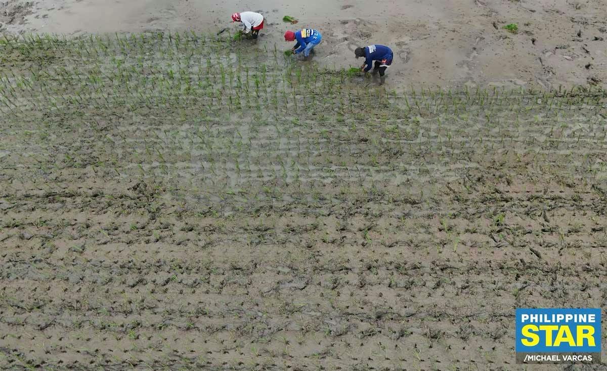 El Niño Effect: Double-Digit Decline In Palay Output Seen