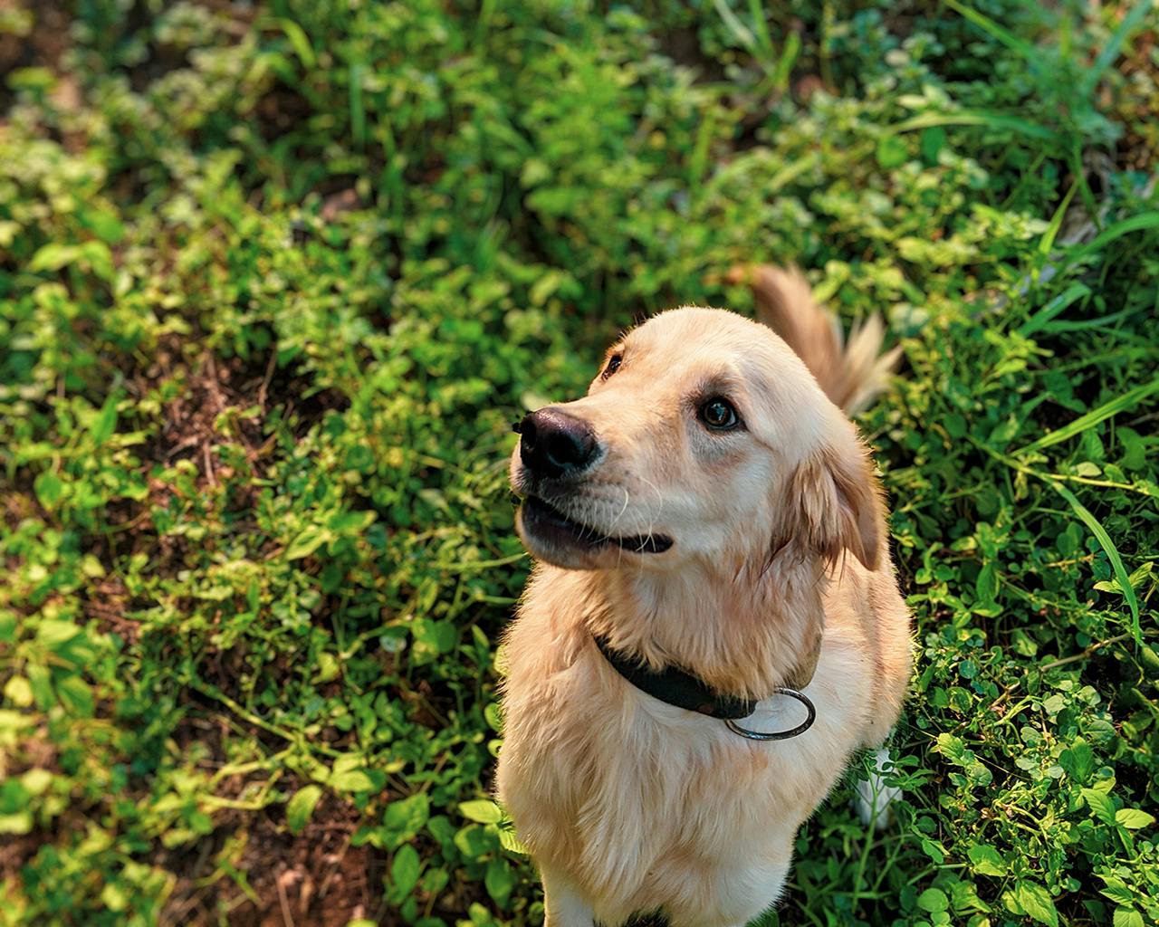 Before Getting Your First Pet Dog, Here Are 7 Things You Need To Know