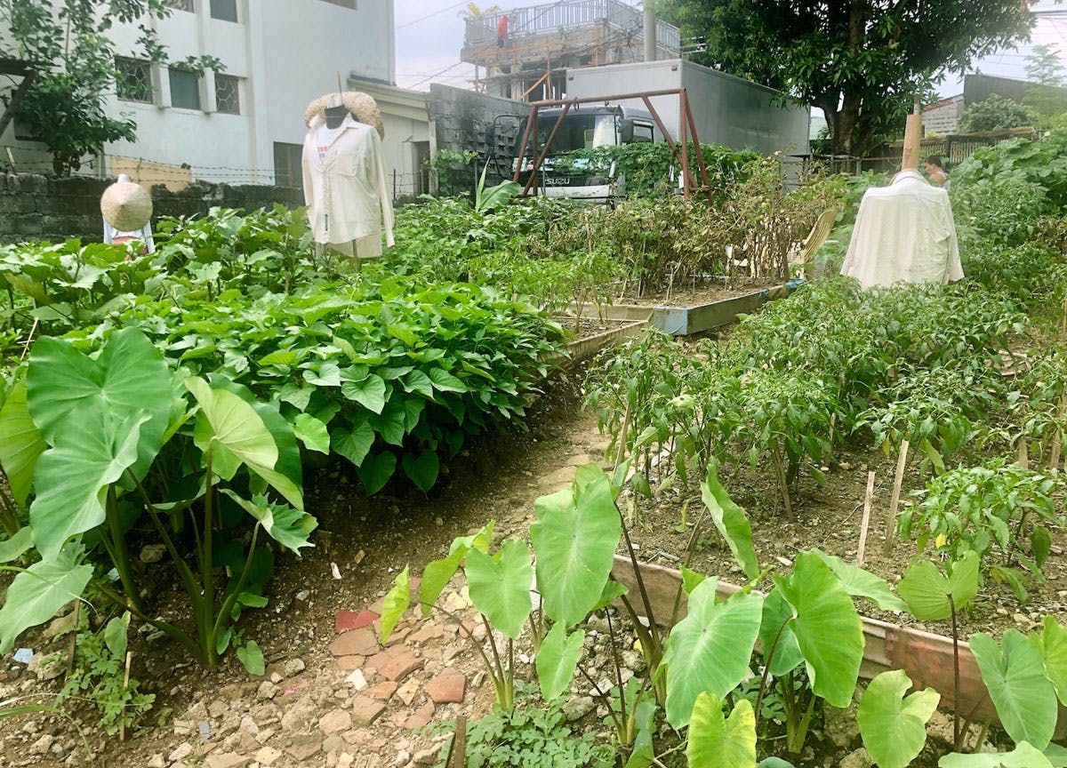 Neighbors In Quezon City Now Harvesting From Their Urban Garden
