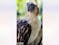Girlie: The Old Eagle Who Taught A Nation To Care