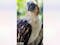 Girlie: The Old Eagle Who Taught A Nation To Care