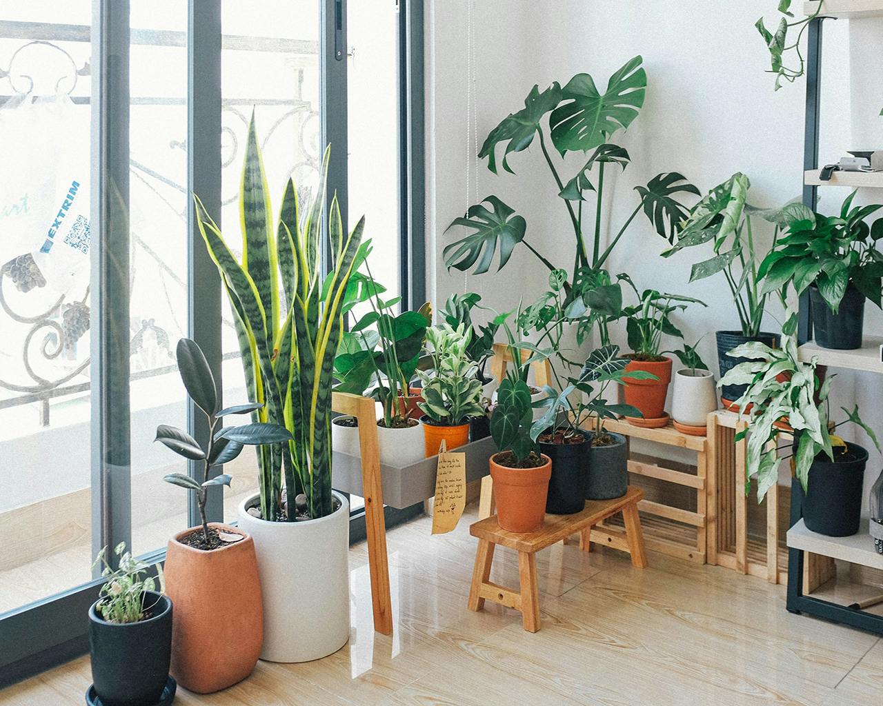 Redecorating? These 7 Indoor Plants Will Make Your Living Room Look ‘Sosyal’