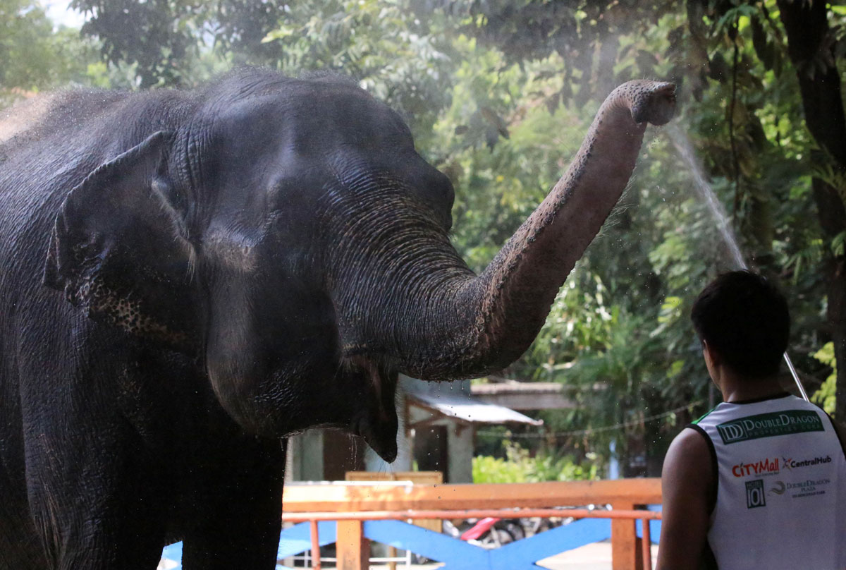 Manila Zoo Sets Up Urban Garden To Feed Animals During COVID-19