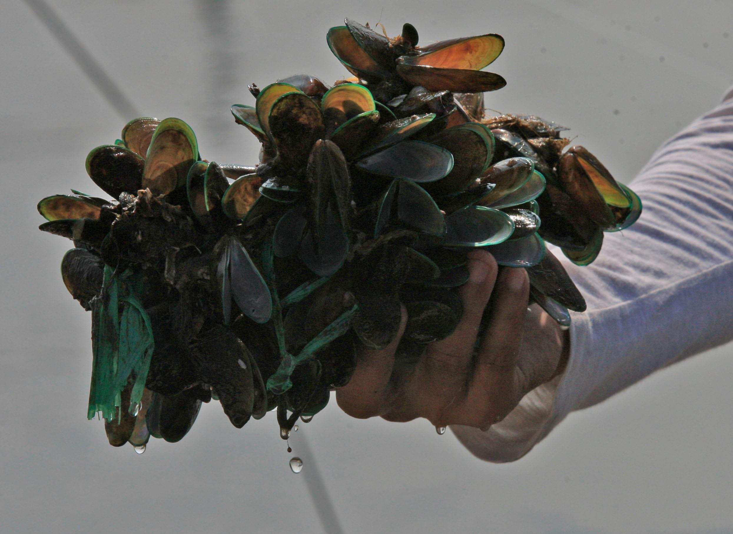 Red Tide Alert: Public Warned Versus Eating Shellfish | OneNews.PH