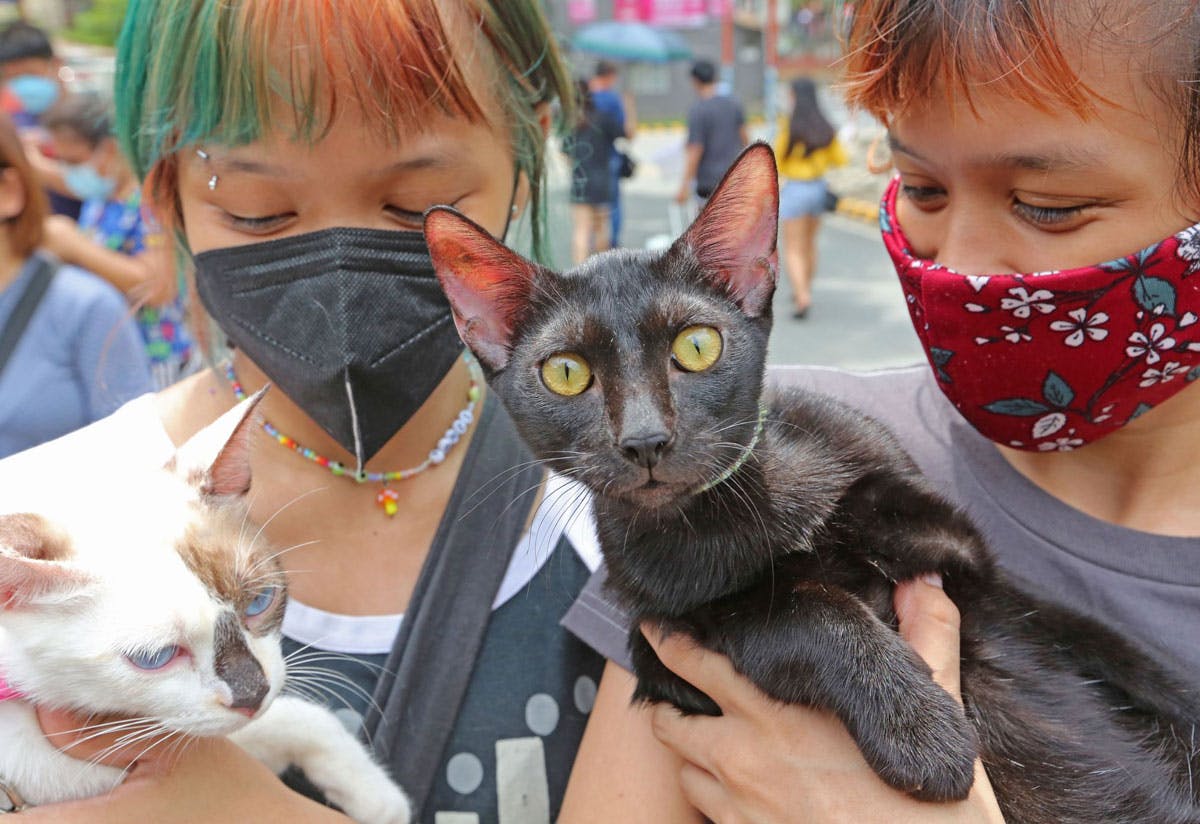 PETA: Animal Homelessness In Phl Reaching Crisis Level