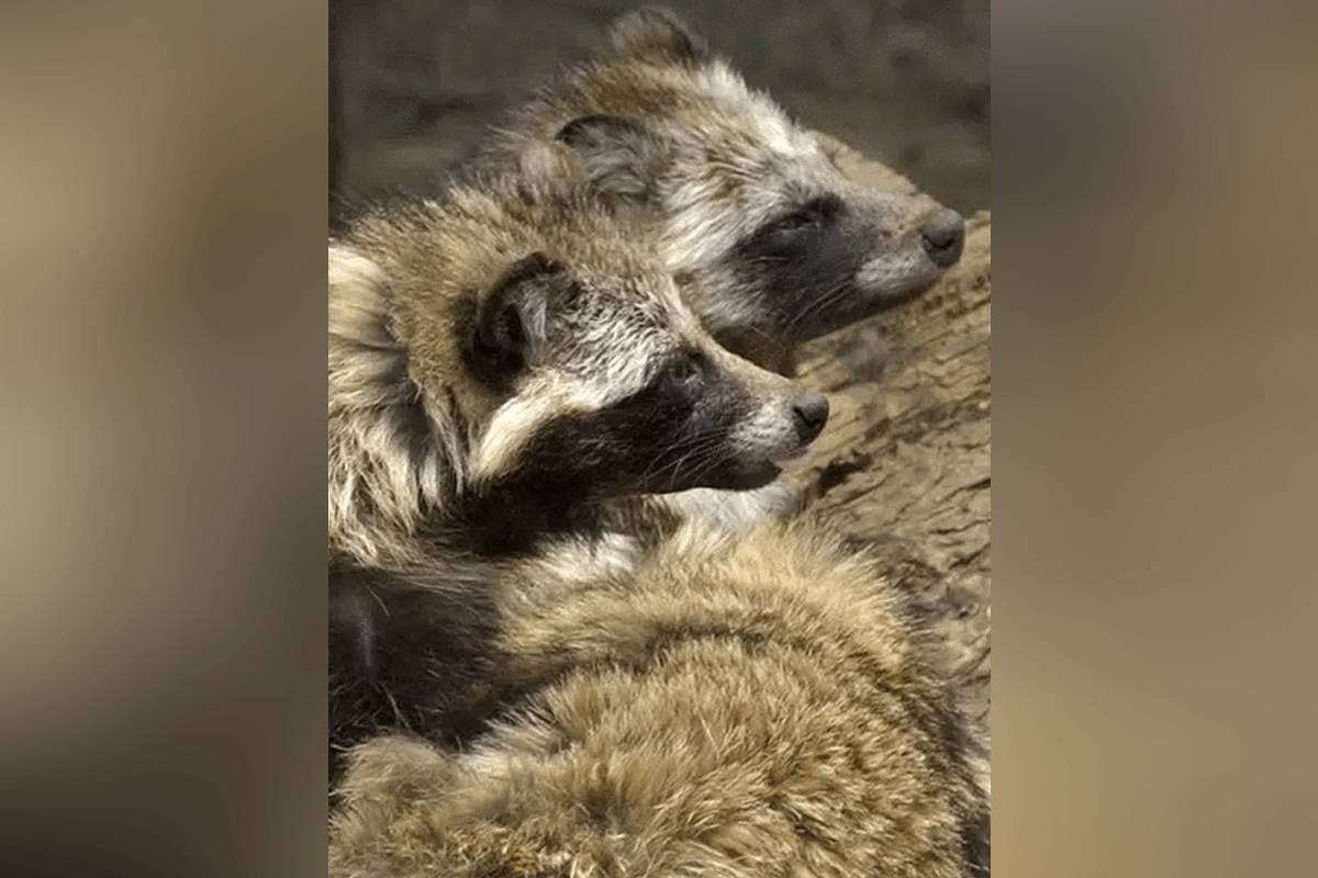 New COVID Origins Data Point To Raccoon Dogs In China Market