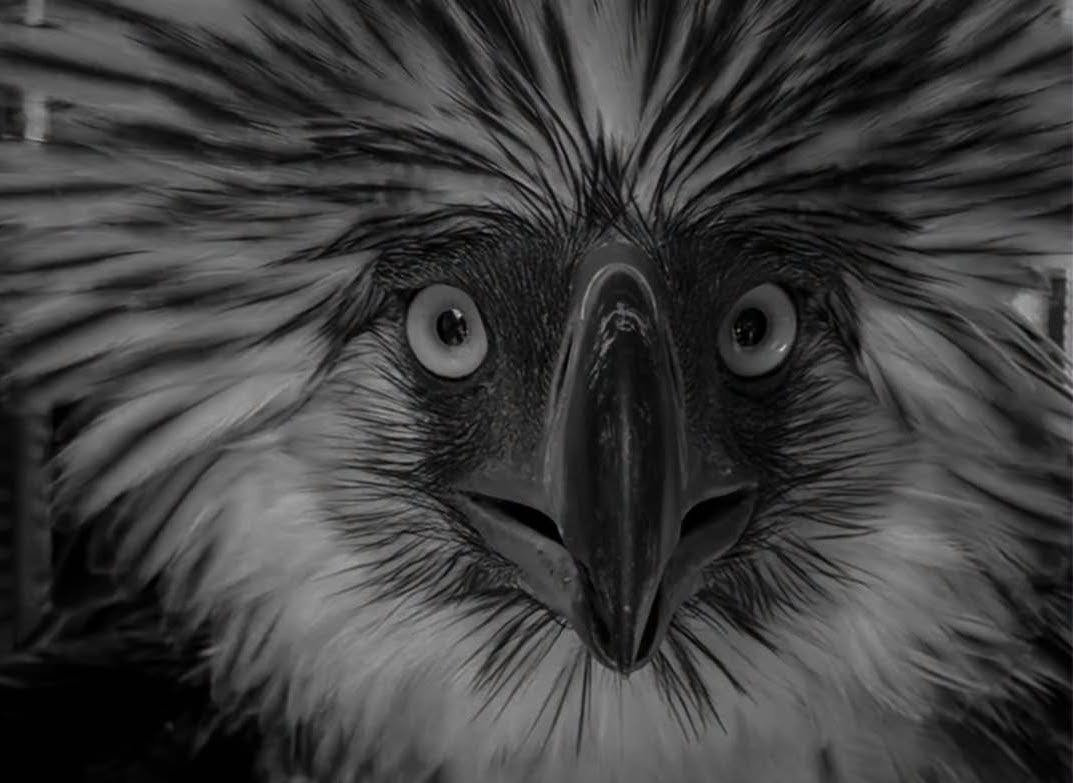 Rescued Philippine Eagle Dies During Rehab