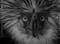 Rescued Philippine Eagle Dies During Rehab