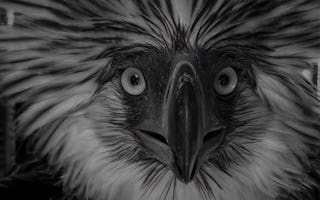 Rescued Philippine Eagle Dies During Rehab