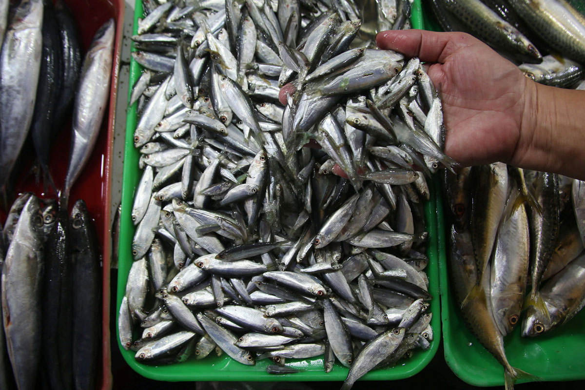 Tawilis Extinction Feared; Breast Milk, Other Forms Of Aid