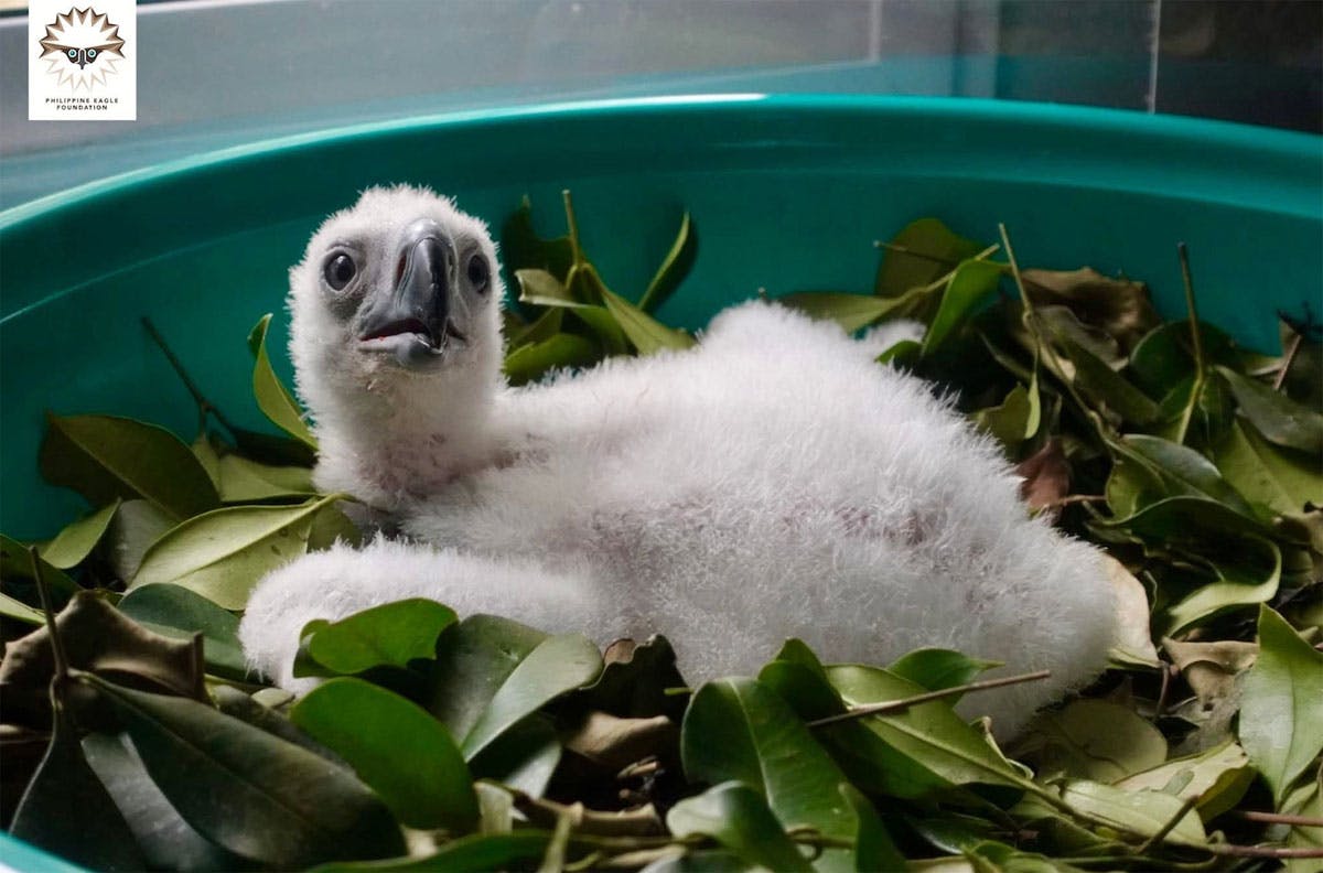 First Philippine Eagle Hatched Unassisted Dies