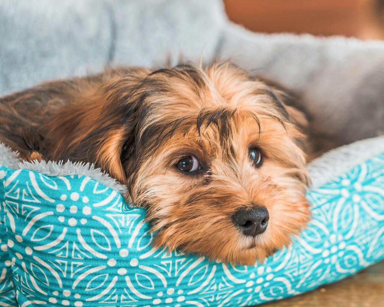 Beware, Even Your Pets May Bite You! Here’s What You Should Do If That Happens