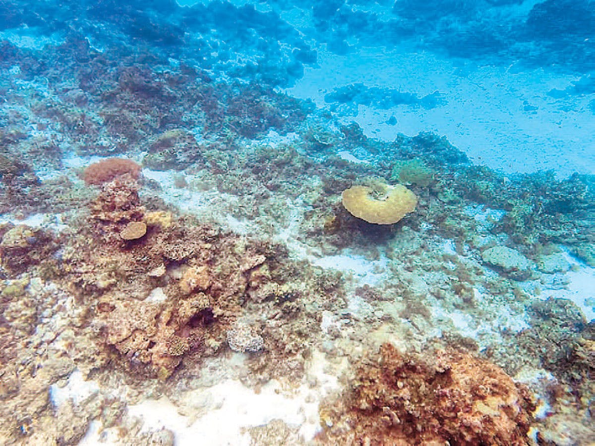 Gov’t Mulls Environment Case Versus China Over Corals