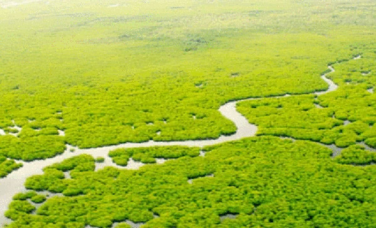 Some Siargao Residents Saved By Mangrove Forest From Odette