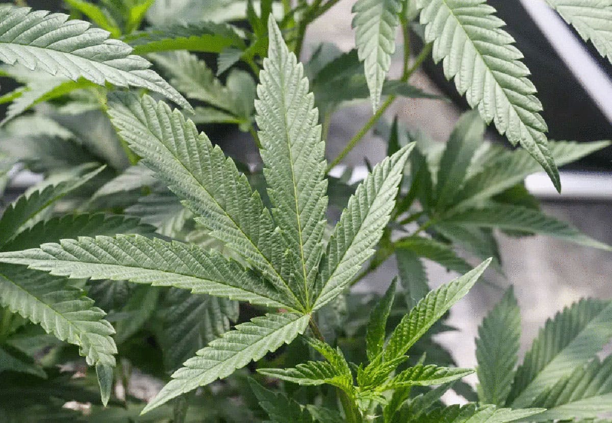 Advocates, Gov’t Clash On Calls To Decriminalize Cannabis