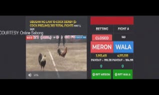E-Sabong Thrives On Illegal Gaming Platforms – Study