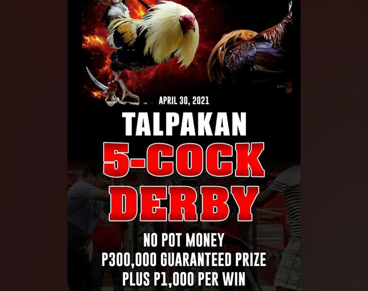 E-Sabong To Continue As Palace Orders Probe On Missing Cockfighters; Senate Disappointed